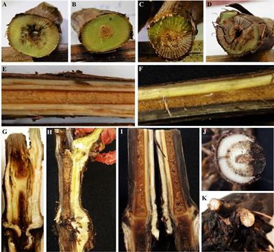 Grapevine nursery propagation material as source of fungal trunk disease pathogens in Uruguay